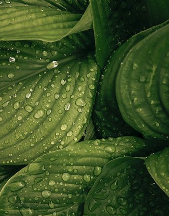 Green tropical foliage